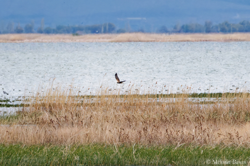 Western Marsh Harrier