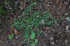 Arenaria rotundifolia
