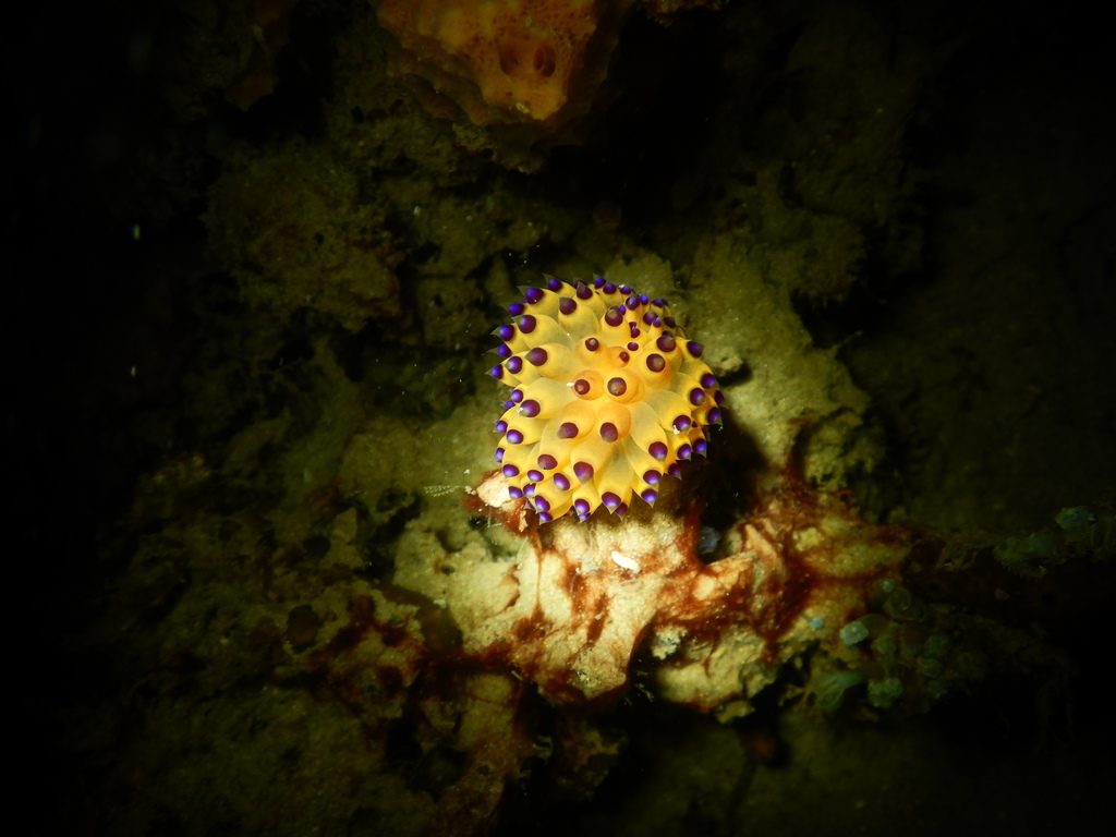 Harlequin Flame