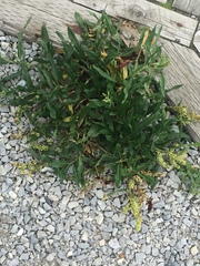 Rumex pallidus