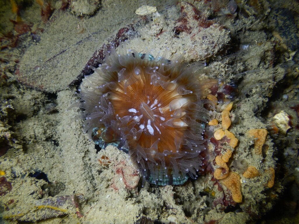 Solitary cup coral