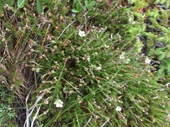 Cherleria marcescens