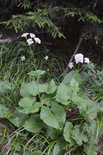 Valeriana alliariifolia