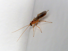 Ctenopelmatinae