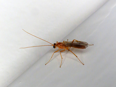 Ctenopelmatinae