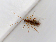 Ctenopelmatinae