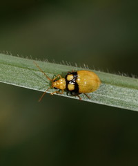 Monolepta oculata
