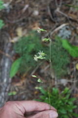 Silene saxatilis