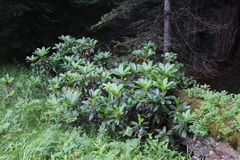 Rhododendron caucasicum