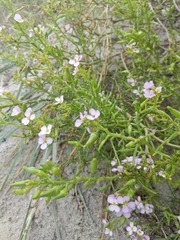 Cakile maritima baltica