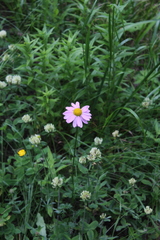 Tanacetum coccineum