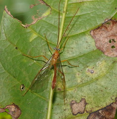 Enicospilini