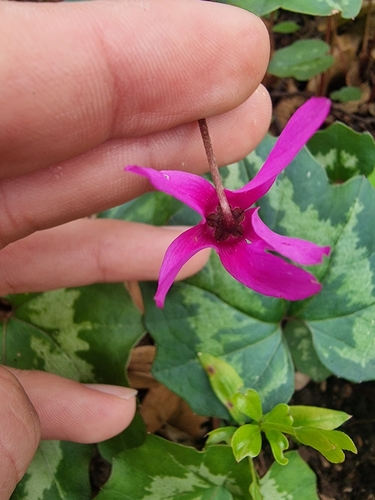 Ciclamino primaverile