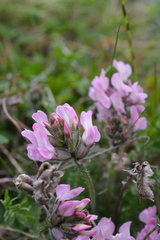 Oxytropis sordida
