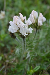Oxytropis sordida