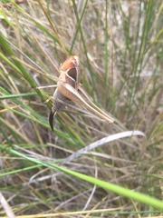 Sepiana sepium