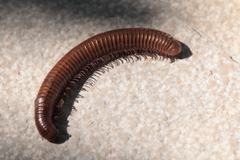 Acanthoiulus fuscipes