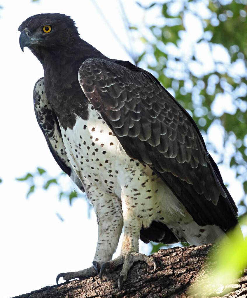 Martial Eagles