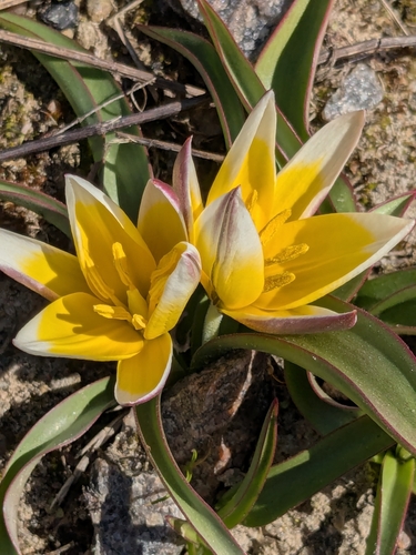 Image of Tulipa tarda by (c) Rhonda Ridley, some rights reserved (CC BY-SA)