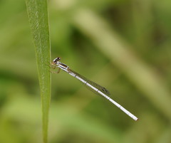 Agriocnemis argentea