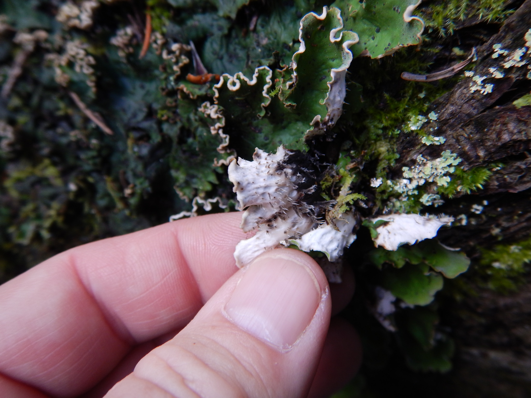 Peltigera image