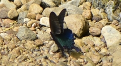 Papilio bianor thrasymedes
