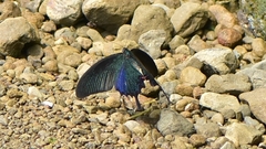 Papilio bianor thrasymedes