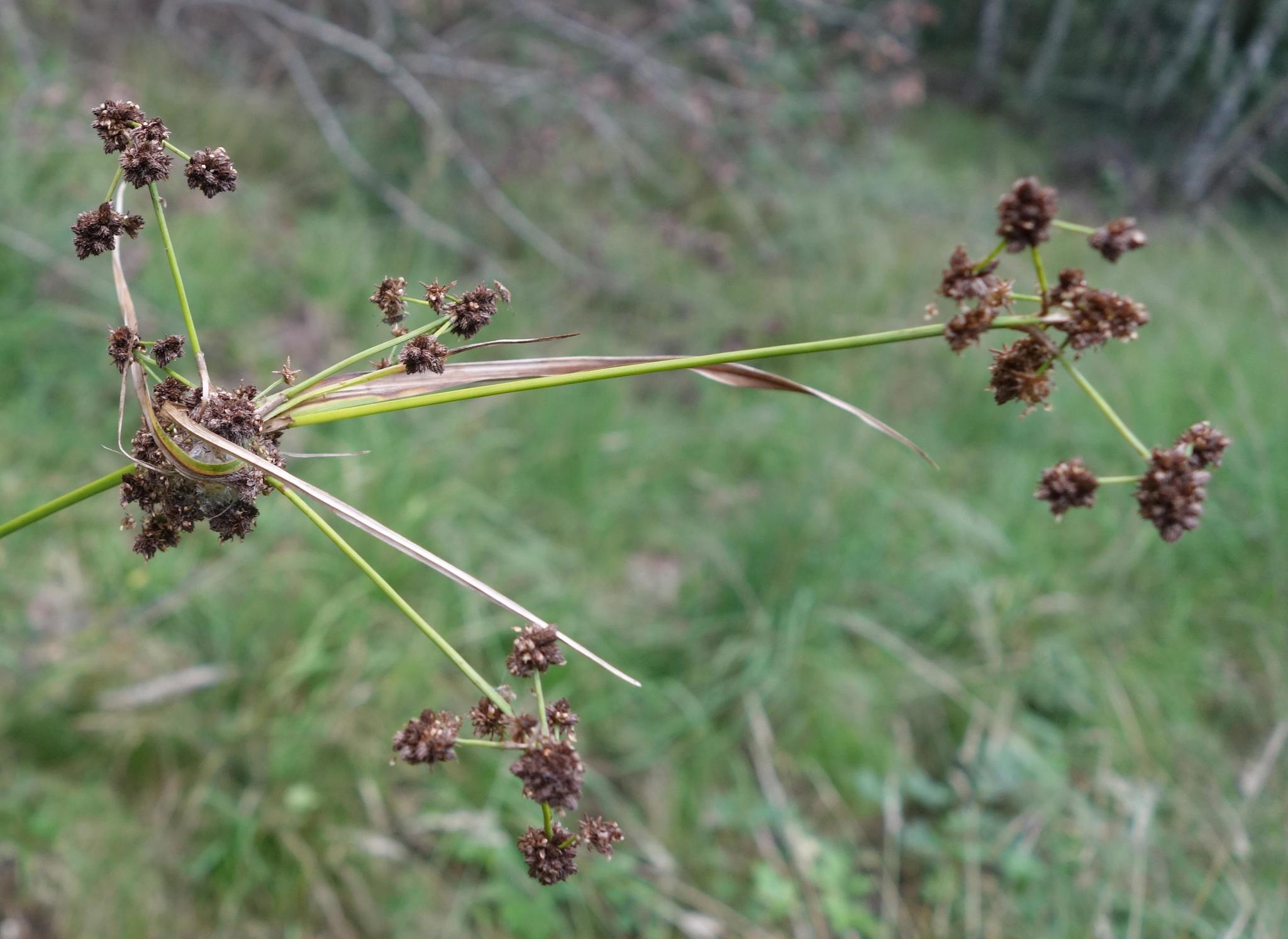 Scirpus georgianus