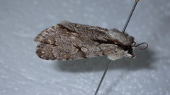 Acronicta psi