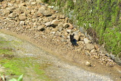 Papilio bianor thrasymedes