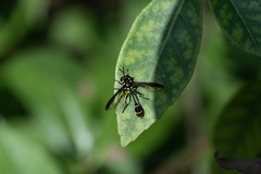Monoceromyia javana