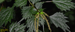 Urtica thunbergiana