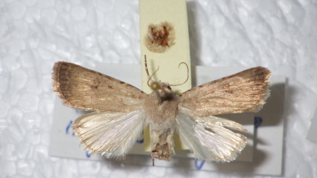 Caradrina ingrata
