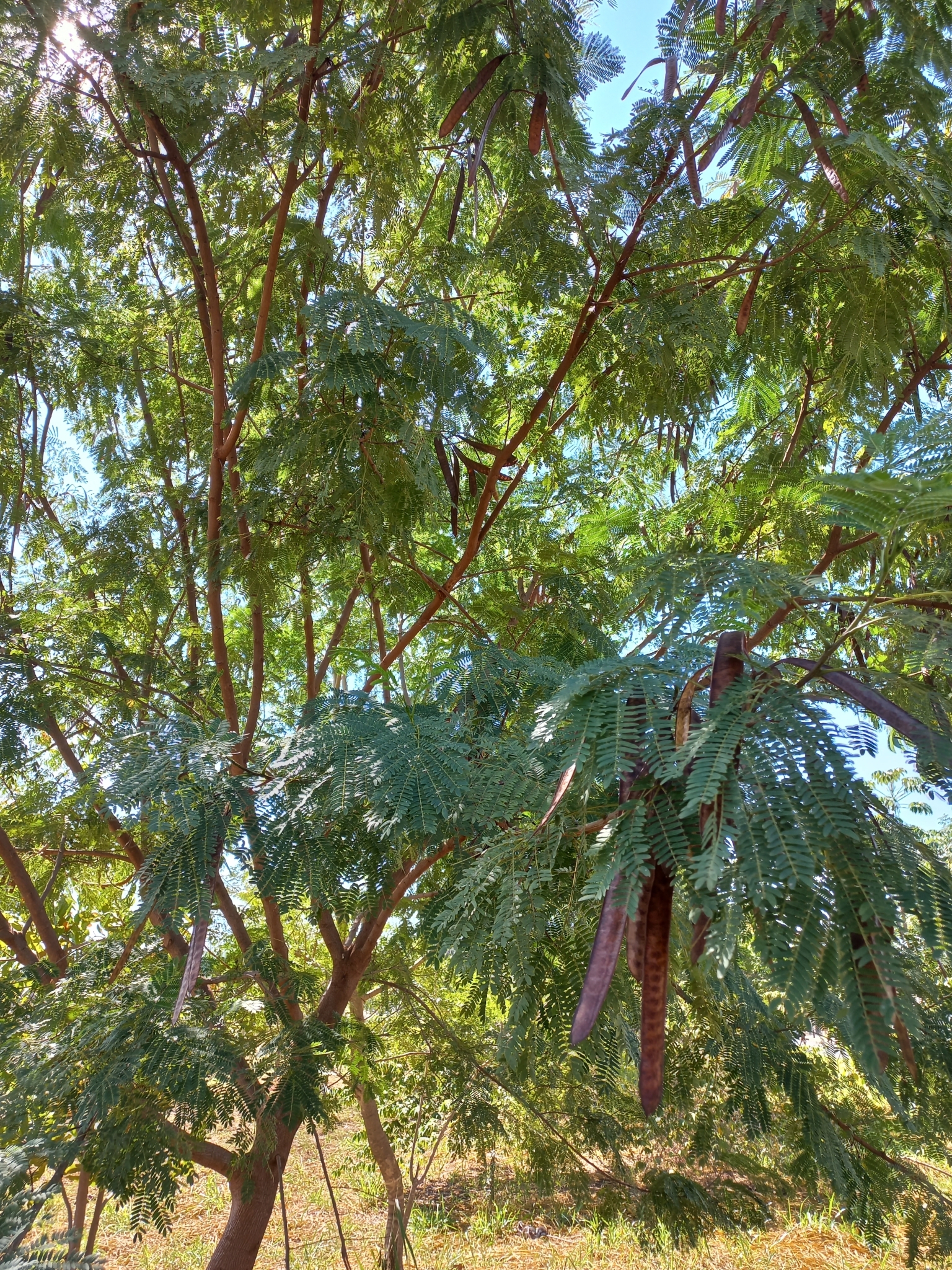 Leucaena leucocephala