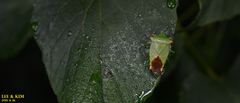 Acanthosoma labiduroides