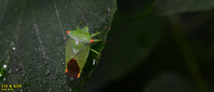 Acanthosoma labiduroides