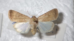 Caradrina ingrata