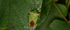 Acanthosoma labiduroides
