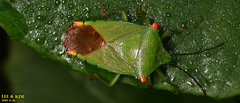 Acanthosoma labiduroides