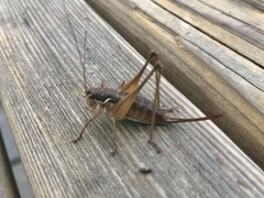 Pachytrachis gracilis