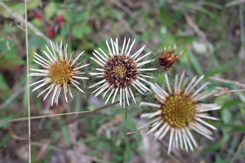 Carlina vulgaris (Carlina vulgaris)
