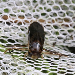 Corixa punctata