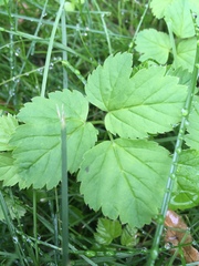 Aegopodium podagraria