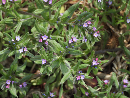 Buglossoides arvensis (L.) I.M.Johnst.