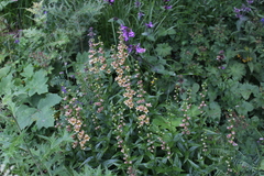 Digitalis ciliata