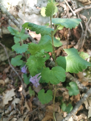 Image of Glechoma hirsuta by (c) Dino Babić, some rights reserved (CC BY)