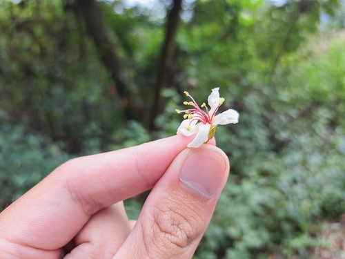 Image of Vernicia montana by (c) vrxz, some rights reserved (CC BY-SA)