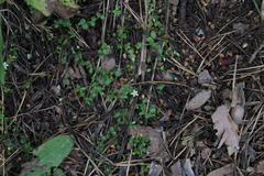 Arenaria rotundifolia