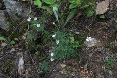 Cherleria circassica