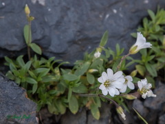Cerastium alpinum